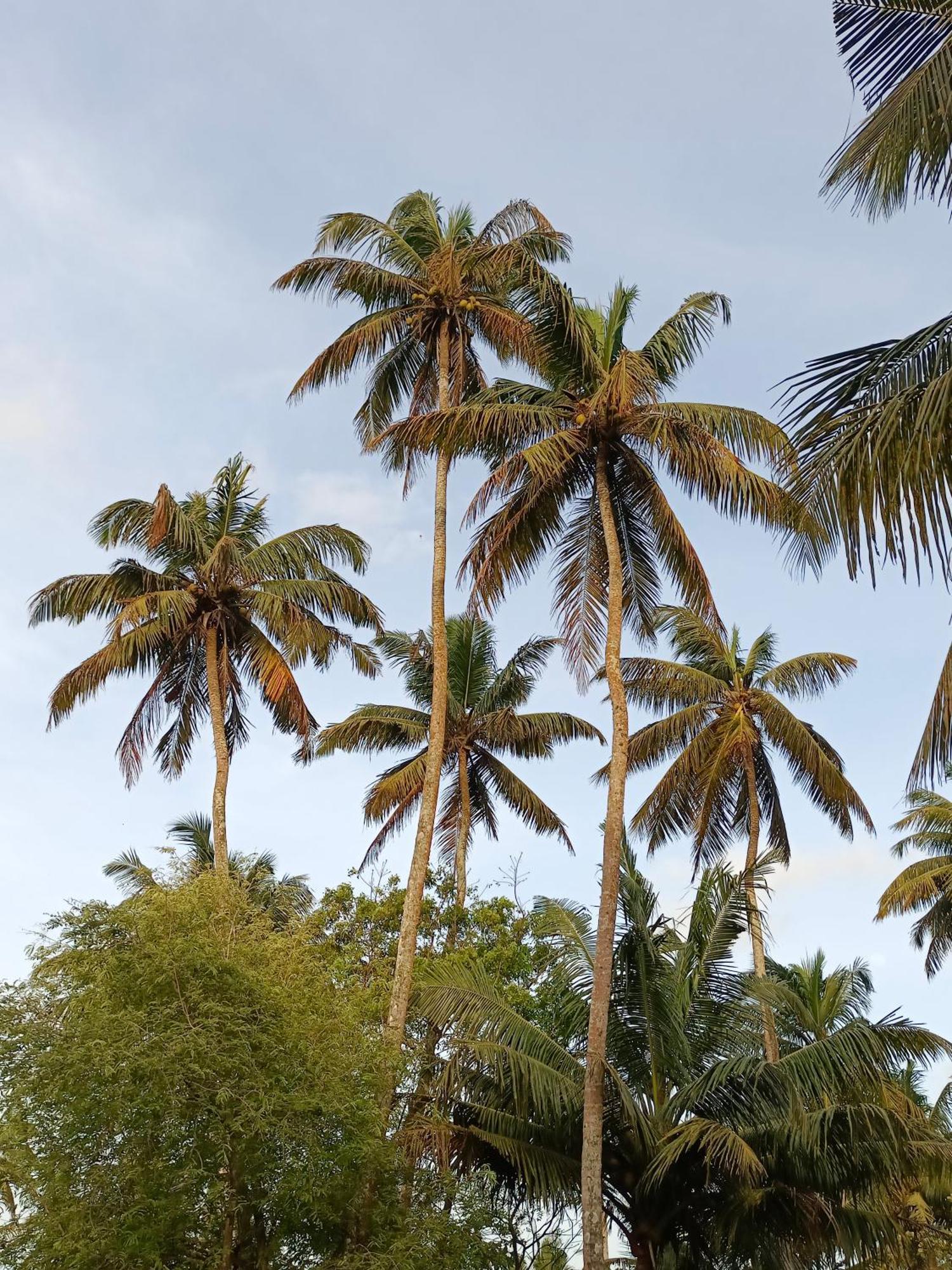 Hotel Weligama Ocean Breeze Zewnętrze zdjęcie